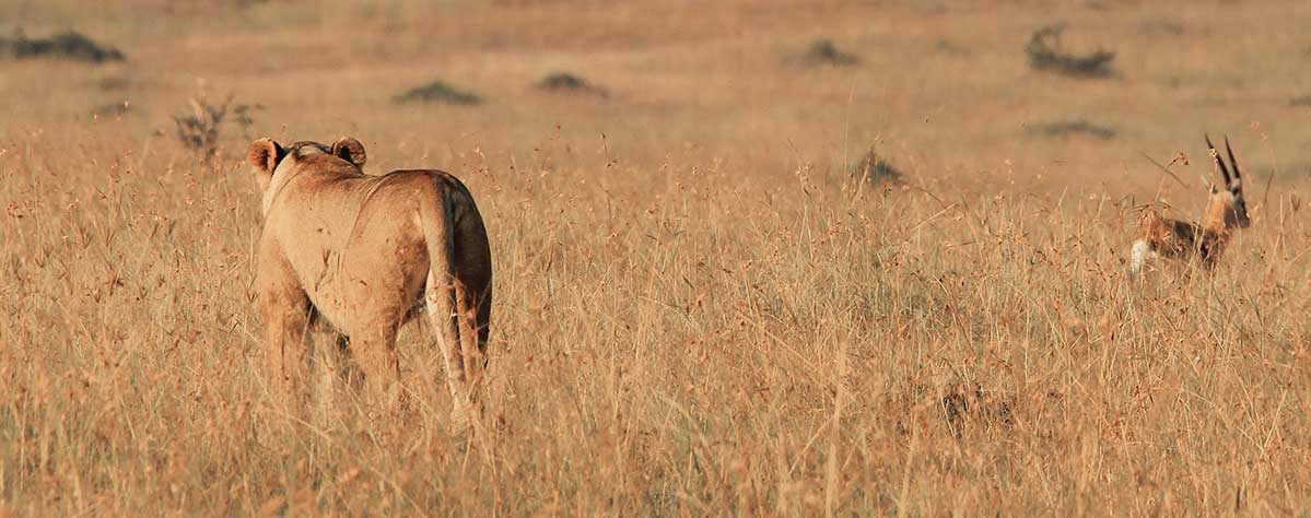 The Lion and The Gazelle: The Story That Inspired Tony Maglica