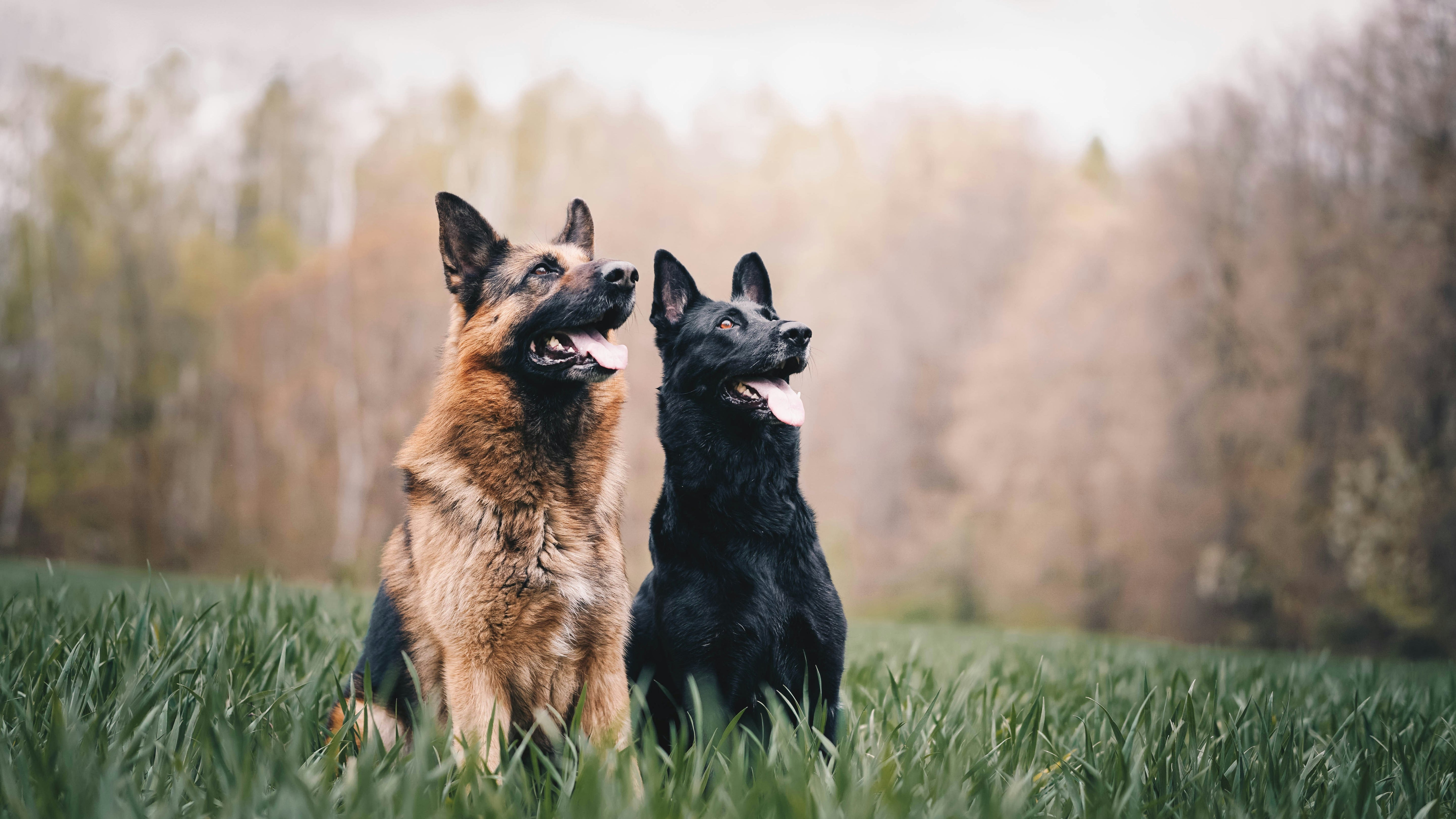 Maglite Partners with National Police Dog Foundation to Raise Funds for Law Enforcement K9 Programs