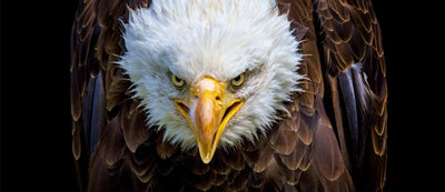 American Pride